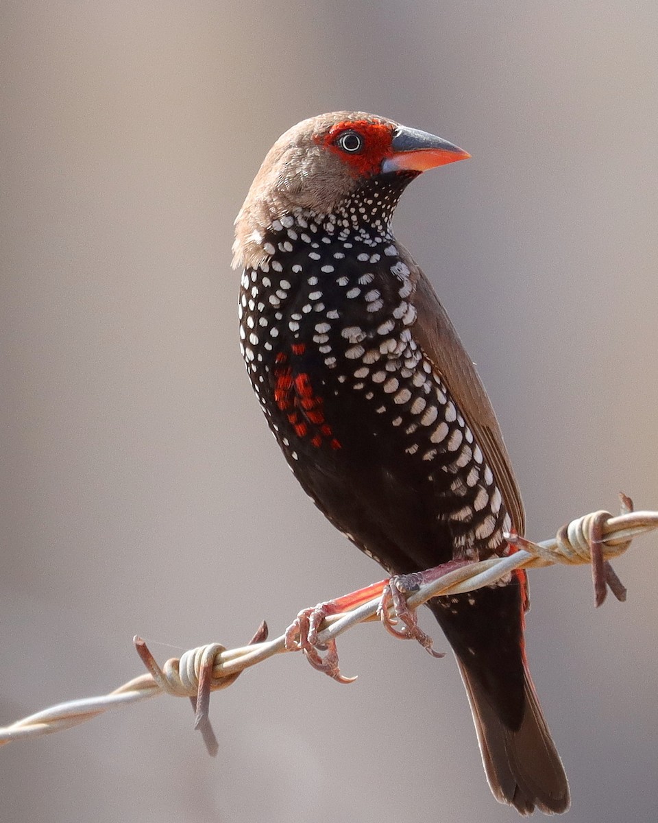 Painted Firetail - ML428446661