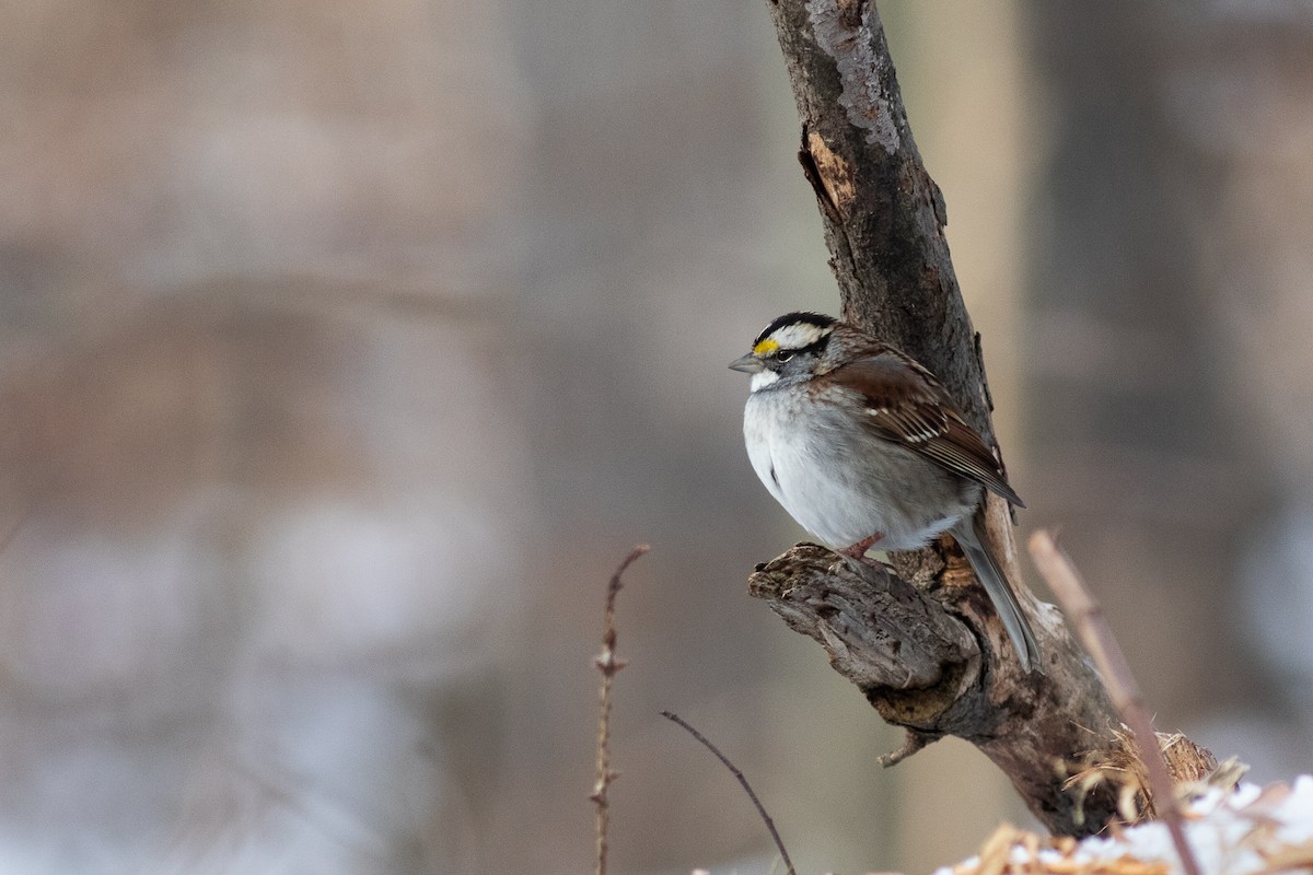 White-throated Sparrow - ML428450501