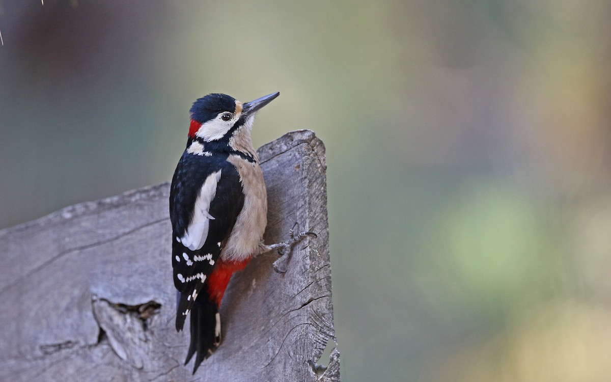 Great Spotted Woodpecker (Canarian) - ML428451511