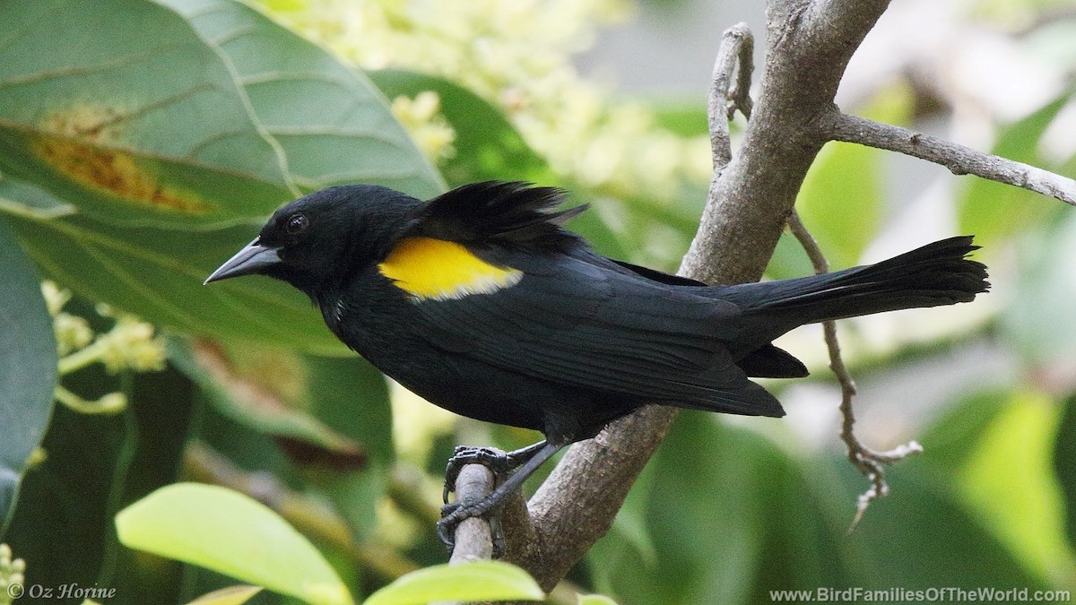 Yellow-shouldered Blackbird - Oz Horine
