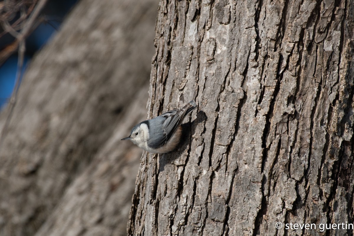 White-breasted Nuthatch - Steven Guertin