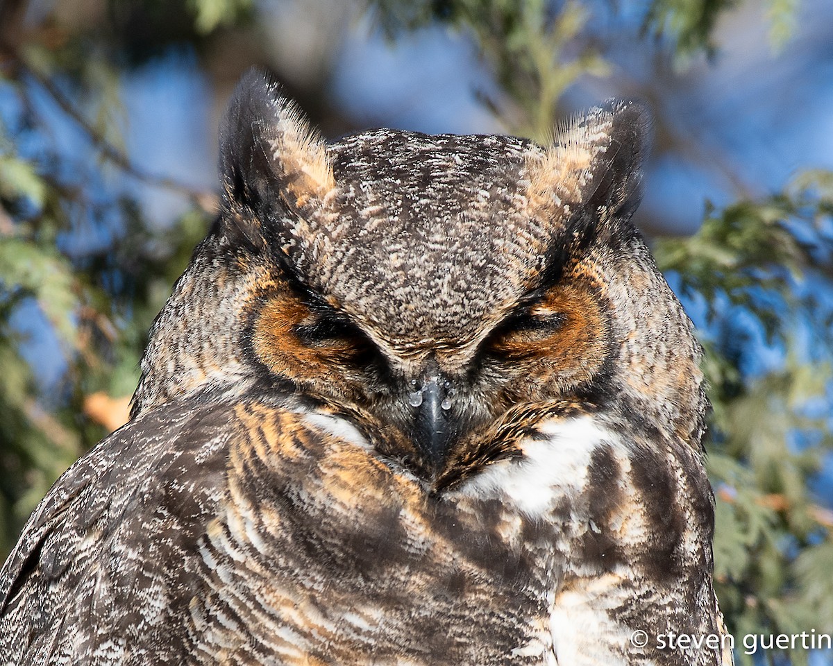 Great Horned Owl - ML428460871
