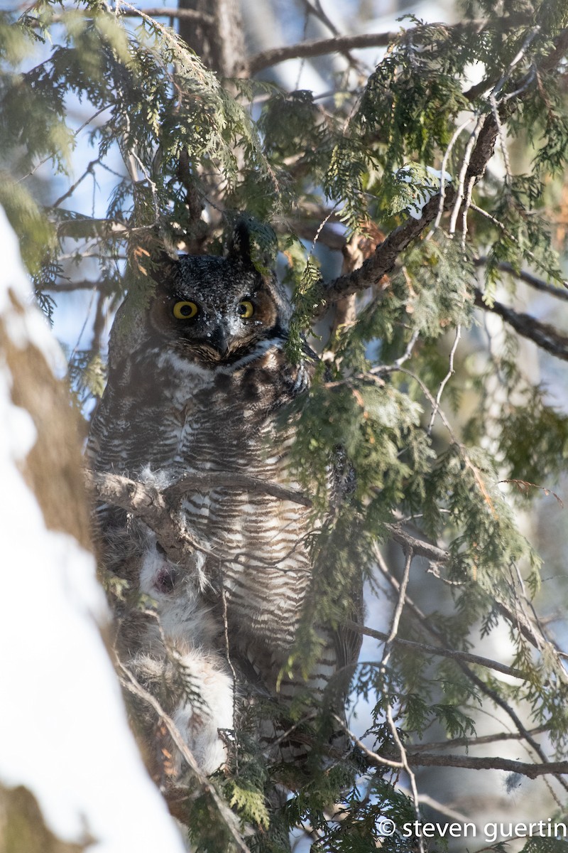 Great Horned Owl - ML428462541
