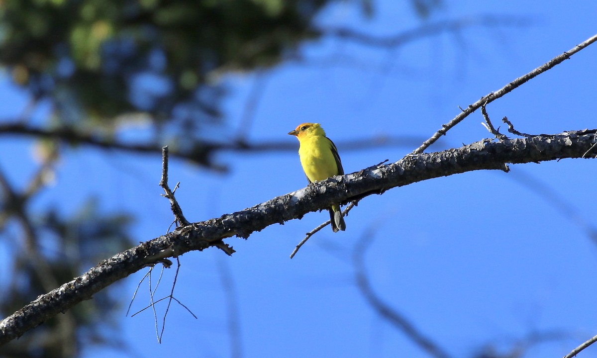 Western Tanager - ML428462591