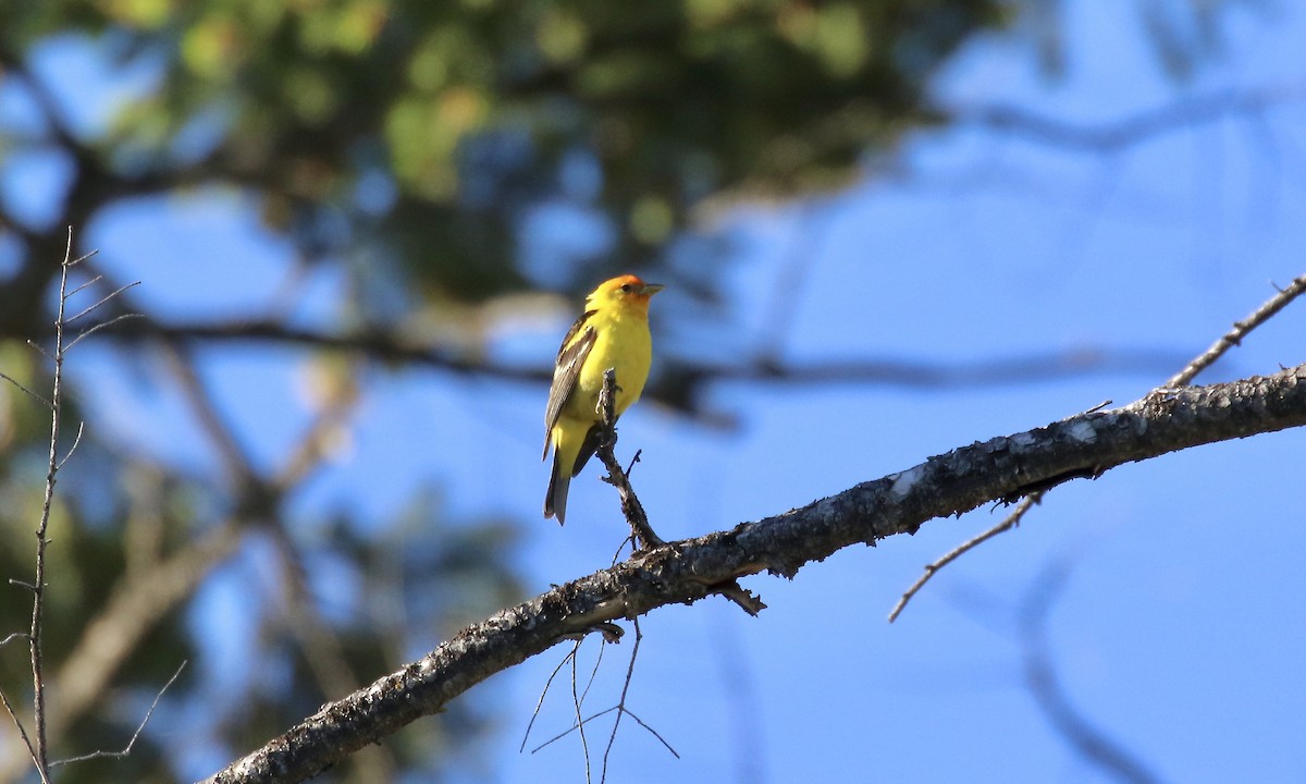 Western Tanager - ML428462601