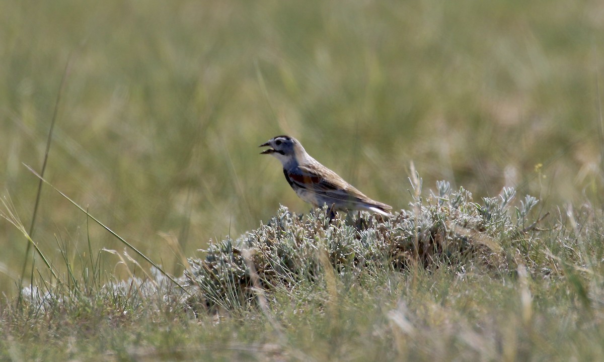Thick-billed Longspur - ML428465771