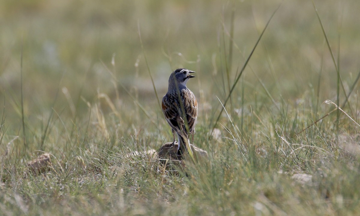 Thick-billed Longspur - ML428465791
