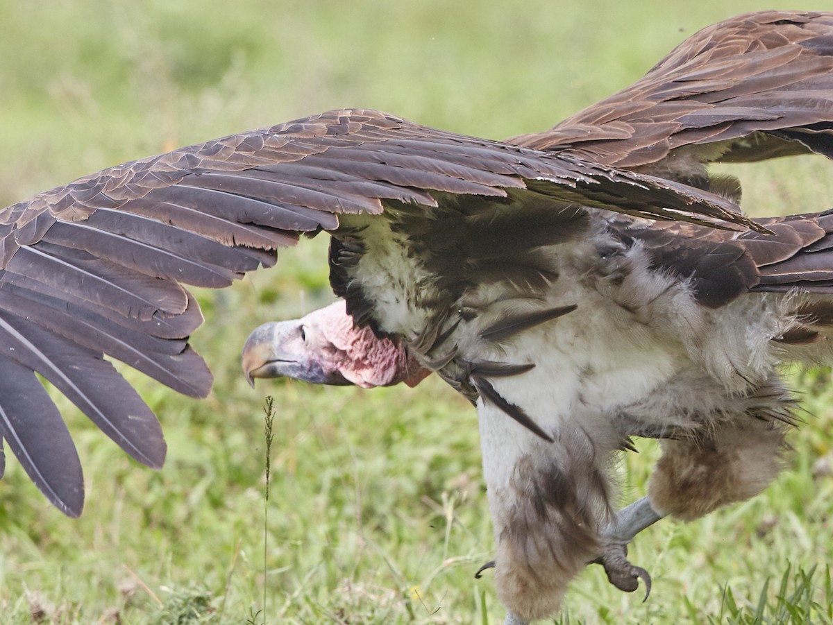 Lappet-faced Vulture - ML42846621