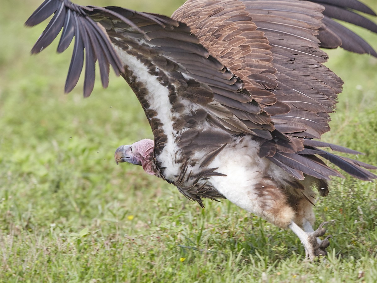 Lappet-faced Vulture - ML42846631