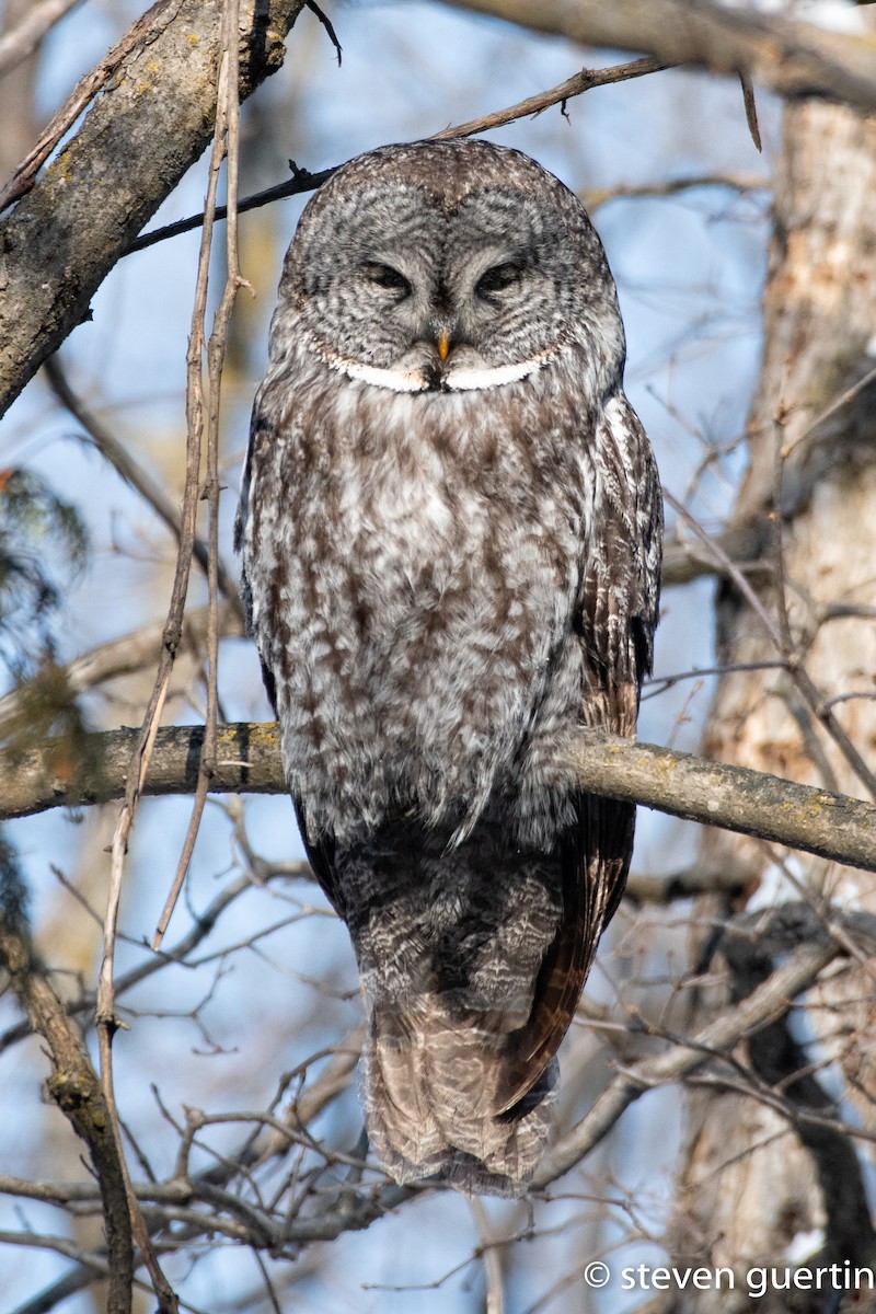 Great Gray Owl - ML428466851