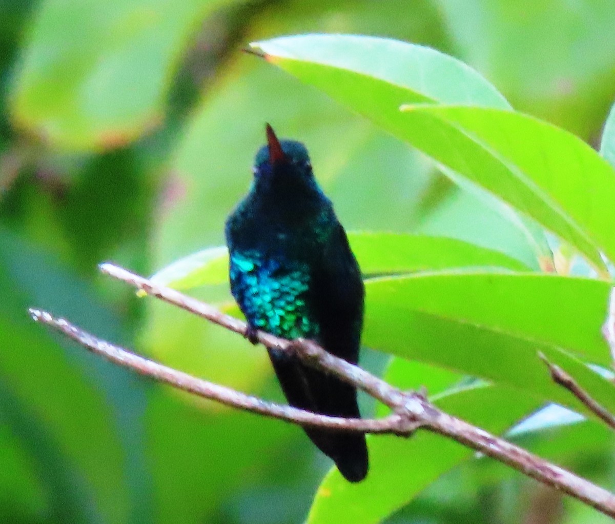 kolibřík modrobradý - ML428466961