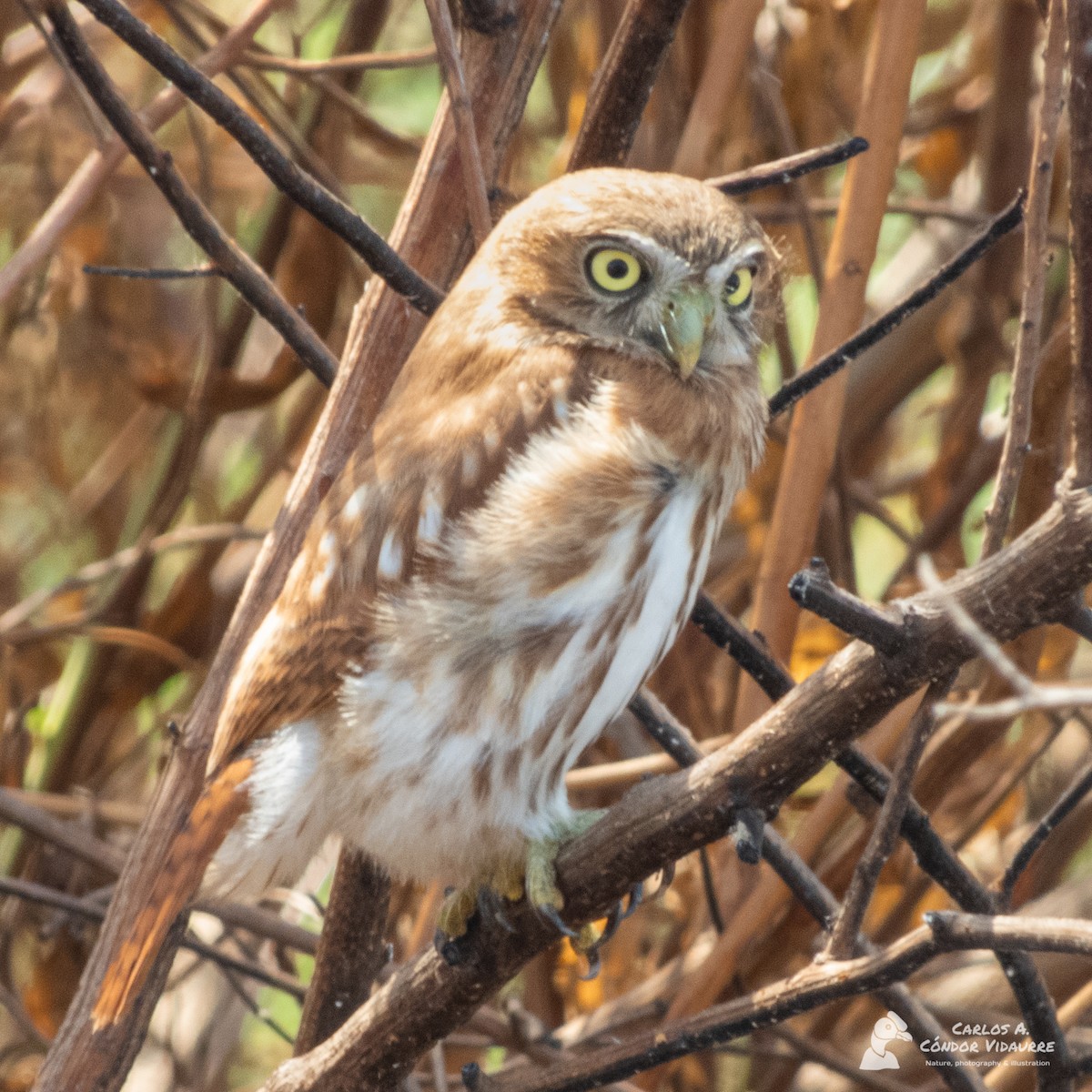 Peruvian Pygmy-Owl - ML428467111