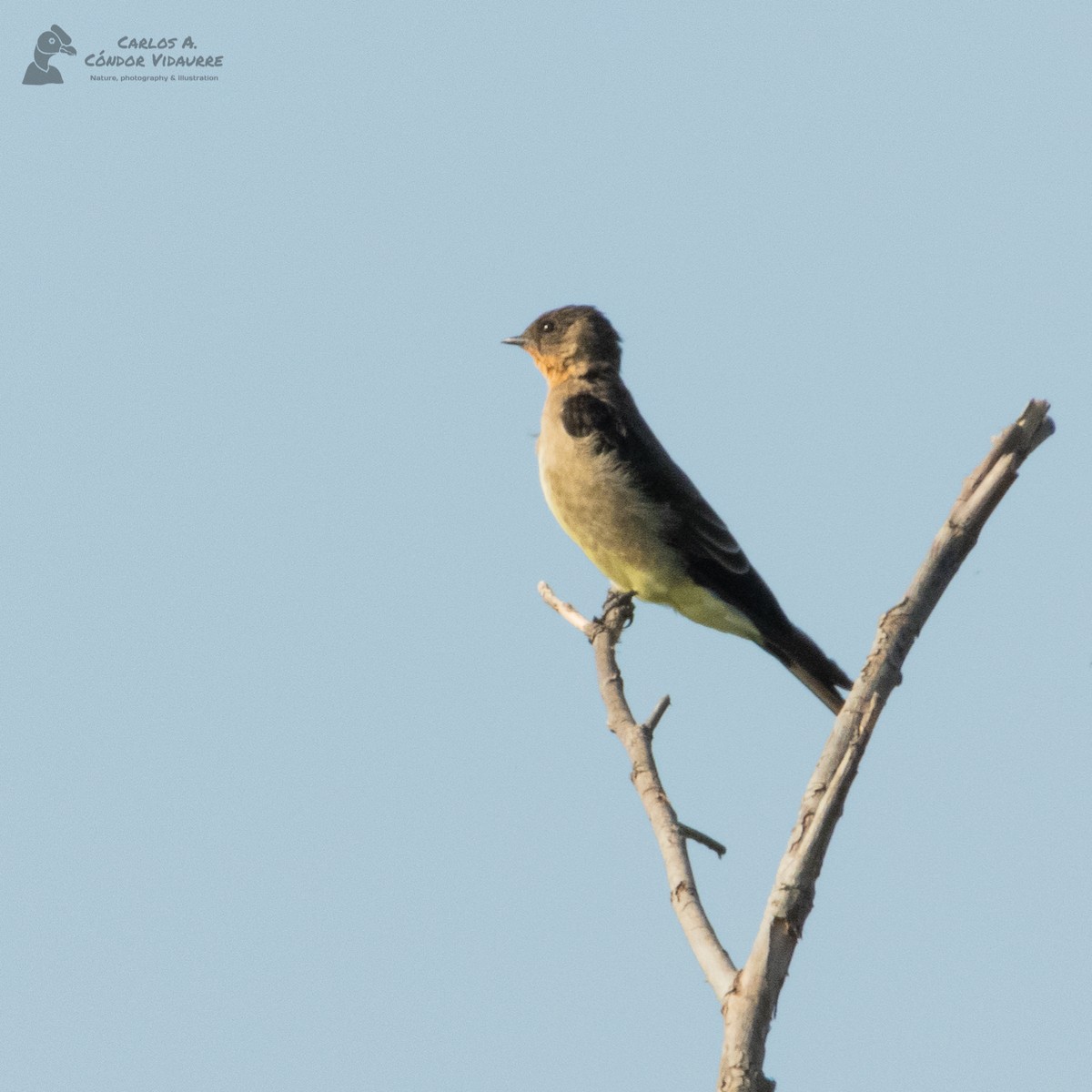 Southern Rough-winged Swallow - Carlos Alberto Cóndor Vidaurre