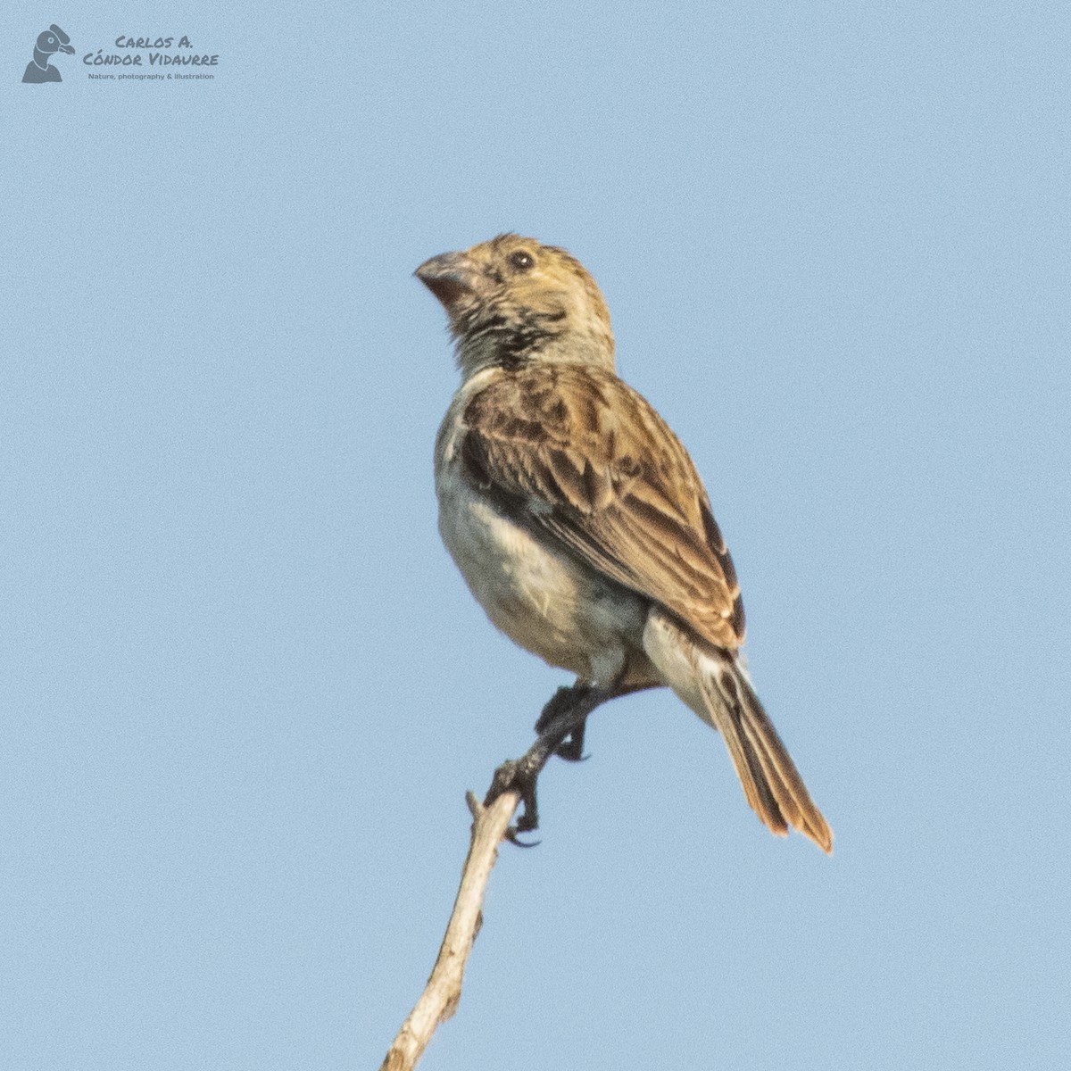 Chestnut-throated Seedeater - ML428467651
