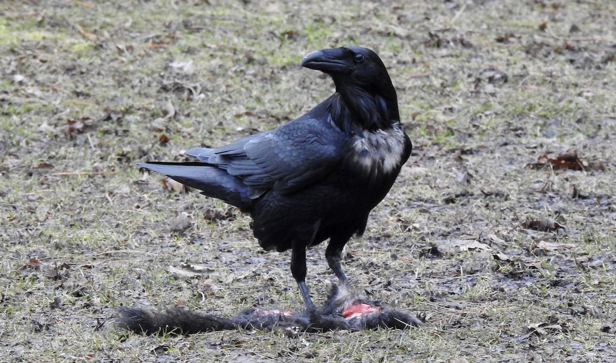 Common Raven - Noam Markus