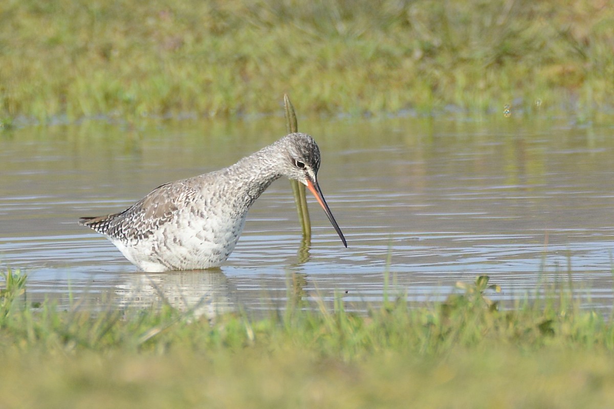 Spotted Redshank - ML428471691
