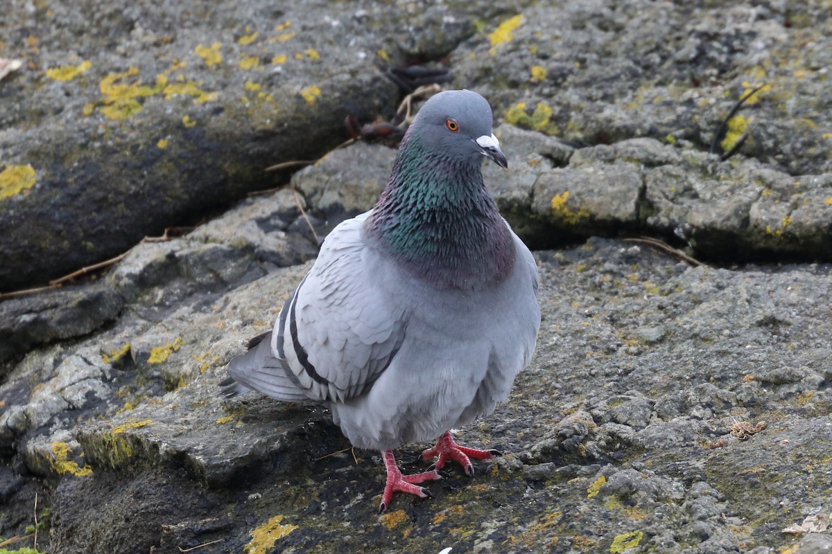 Rock Pigeon (Feral Pigeon) - ML428474231