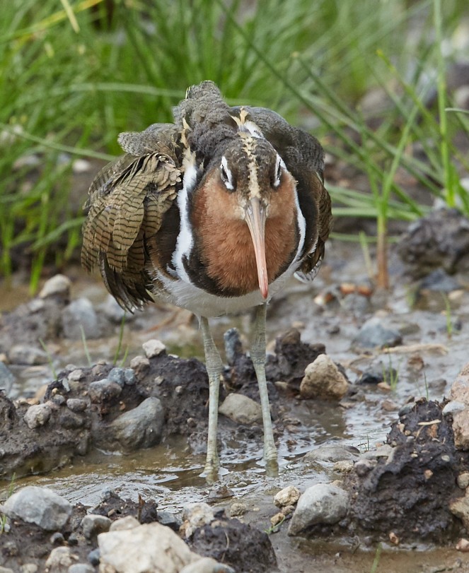 Greater Painted-Snipe - ML42848471