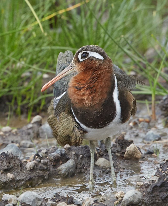 Greater Painted-Snipe - ML42848491