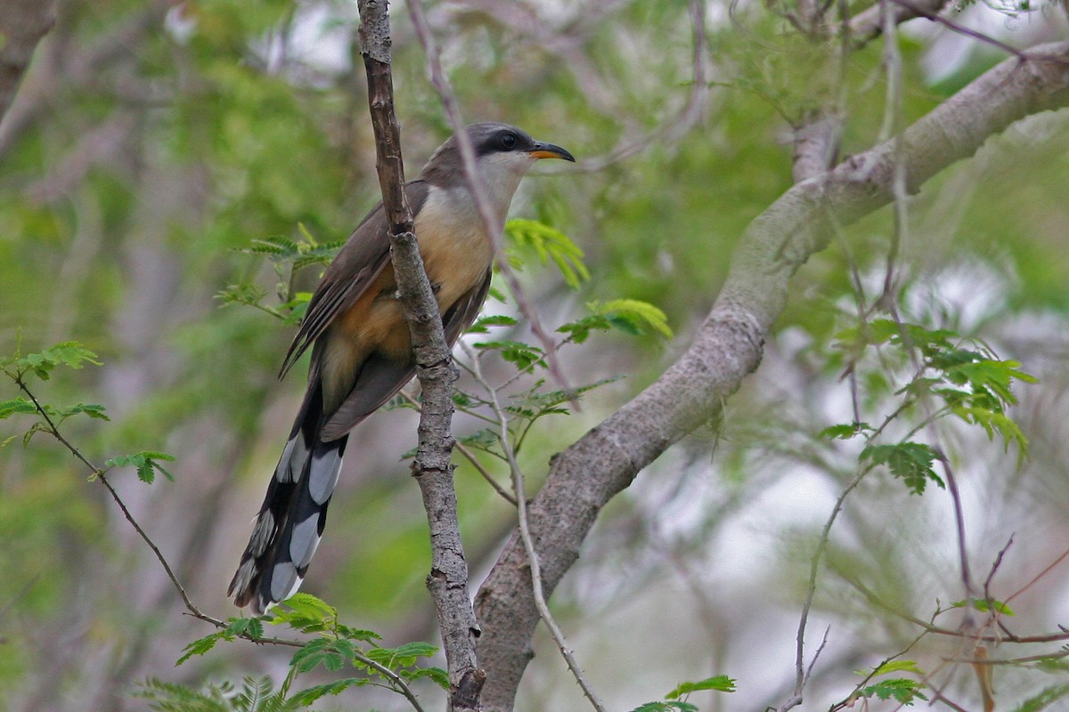 Mangrove Cuckoo - David Disher
