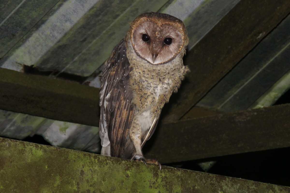 Barn Owl (Galapagos) - Shane Sumasgutner