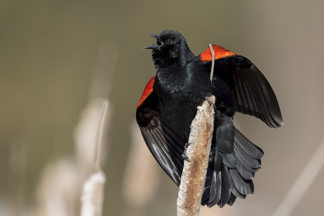 Red-winged Blackbird - eBird