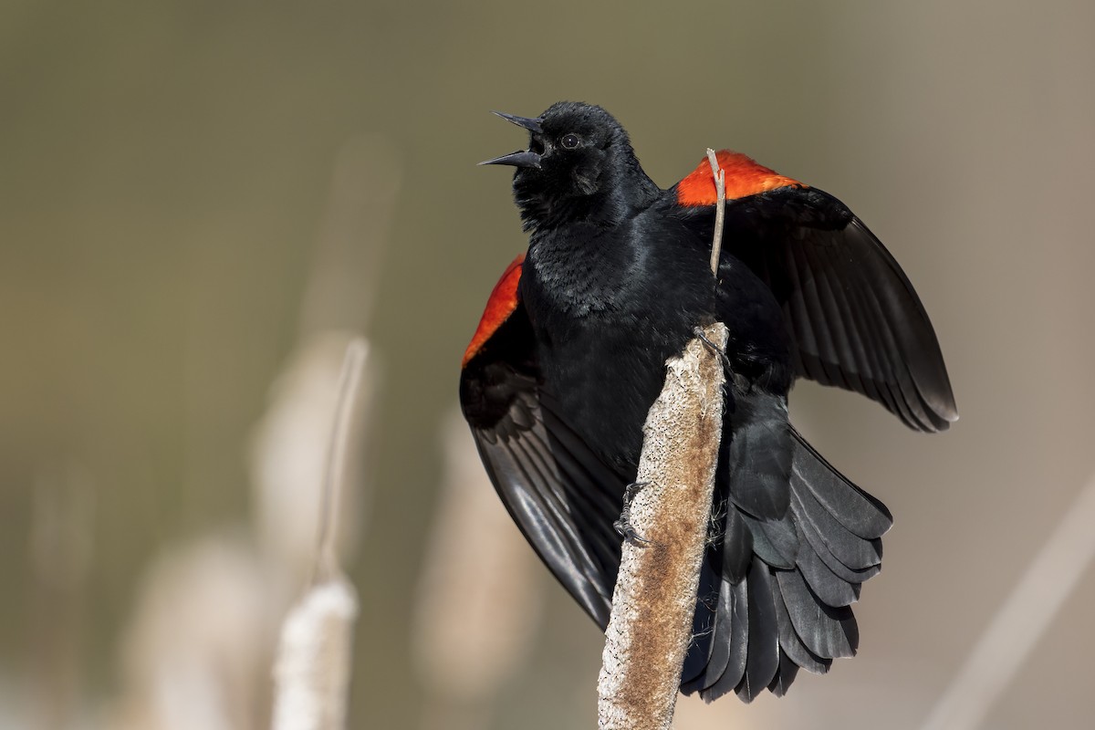 Red-winged Blackbird - ML428489531