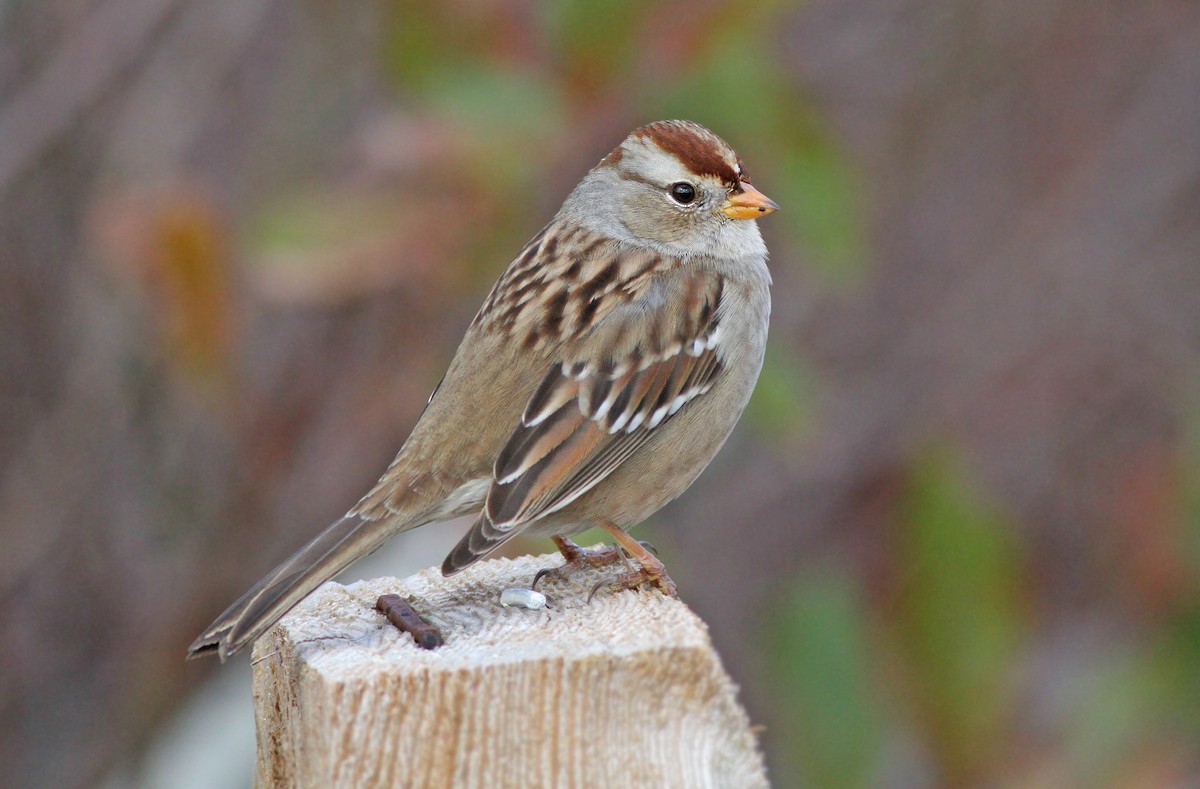 White-crowned Sparrow - ML428489641