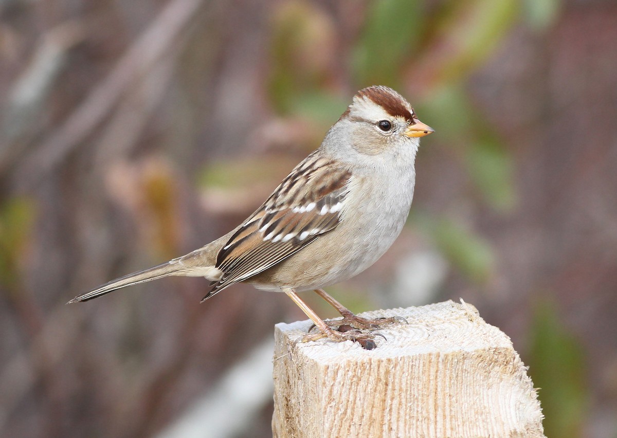White-crowned Sparrow - Jeremiah Trimble