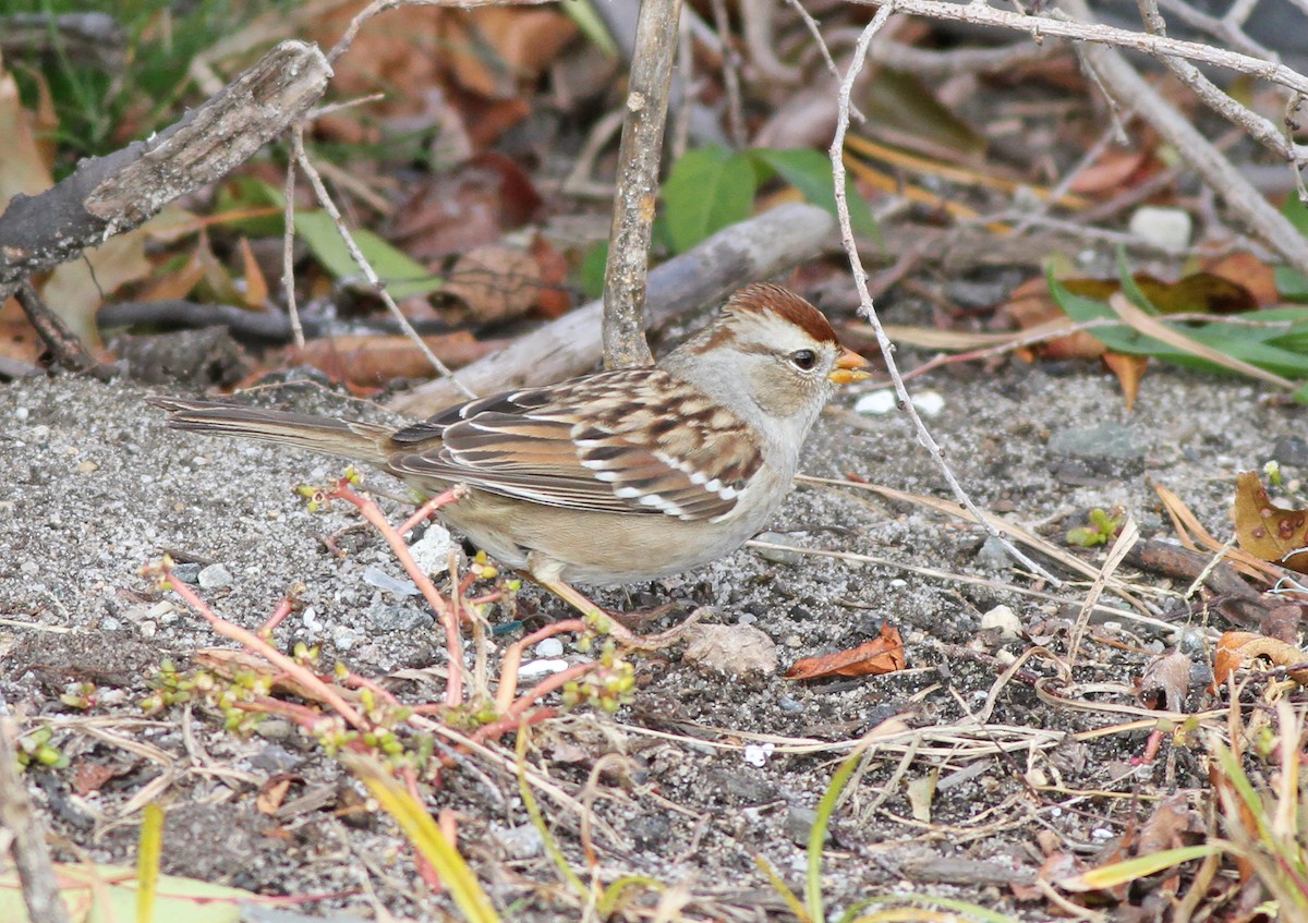 White-crowned Sparrow - ML428489661