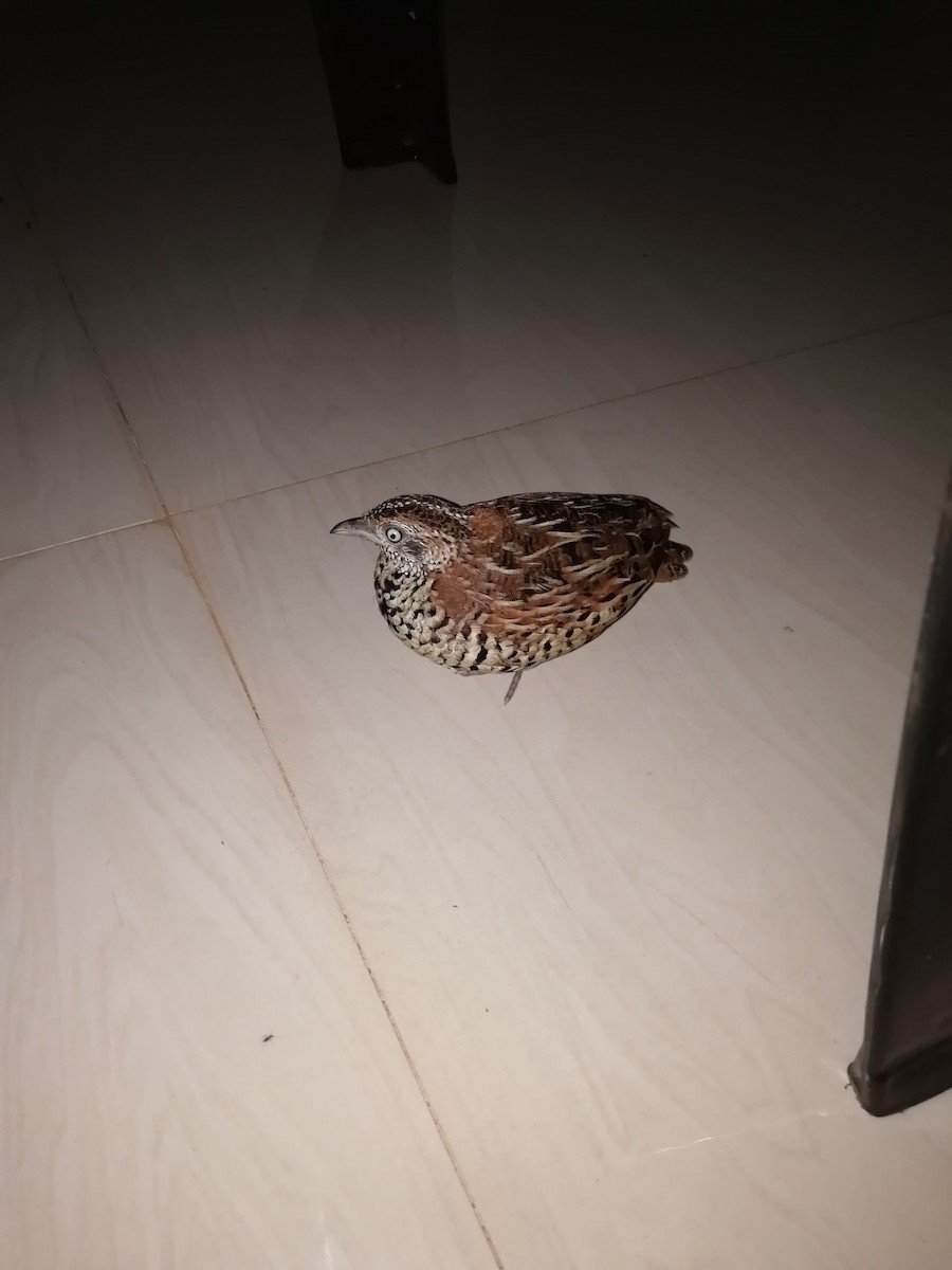 Barred Buttonquail - ATHULYA P P