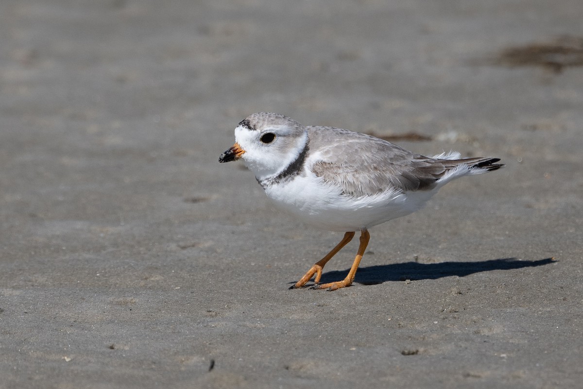 Piping Plover - ML428494061