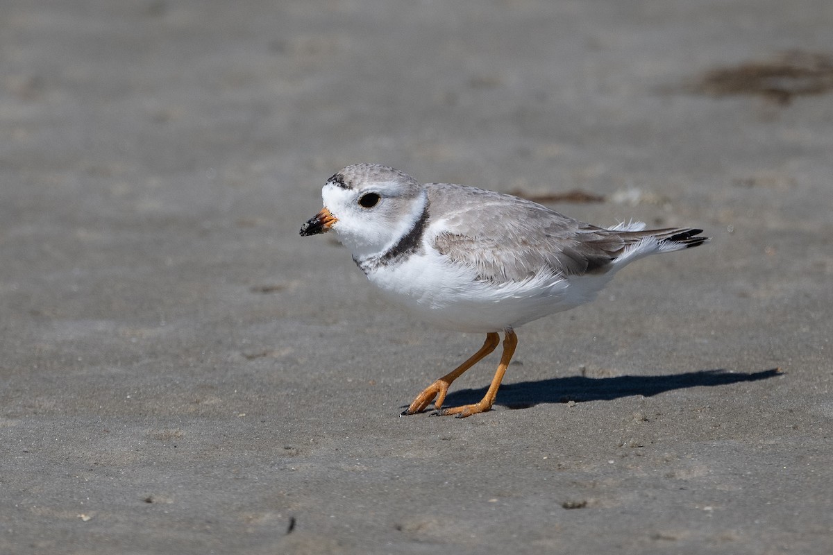 Piping Plover - ML428494071