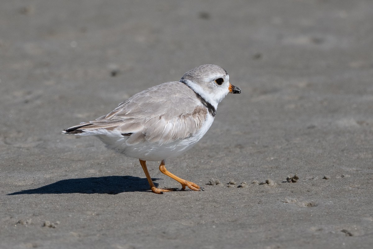 Piping Plover - ML428494081
