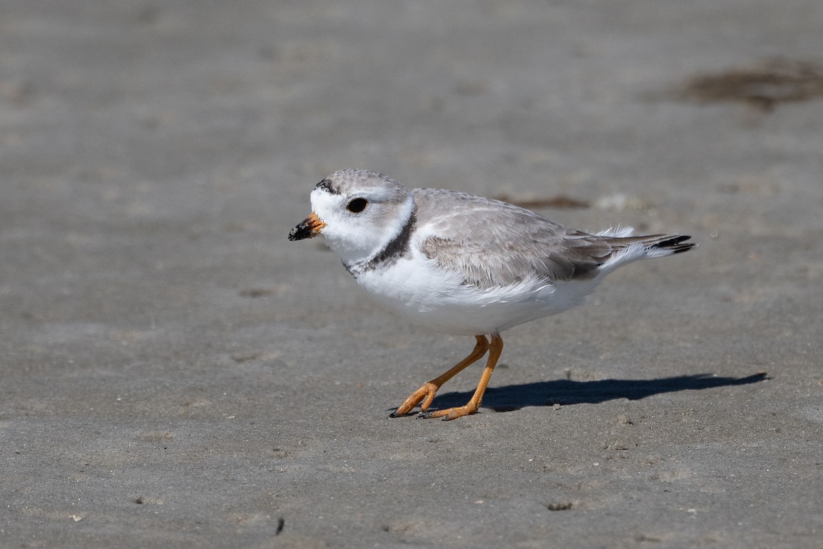 Piping Plover - ML428494091