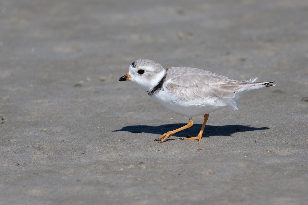 Piping Plover - ML428494121