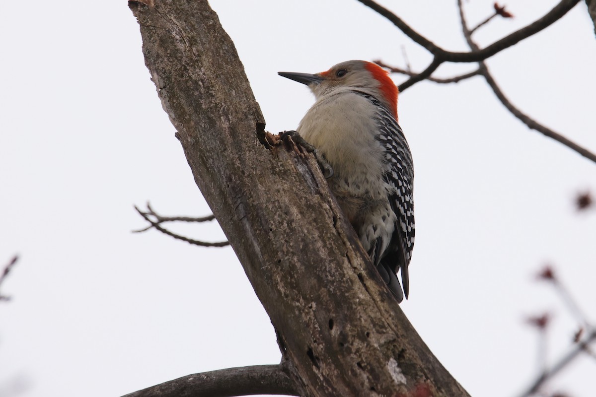 Red-bellied Woodpecker - ML428494761