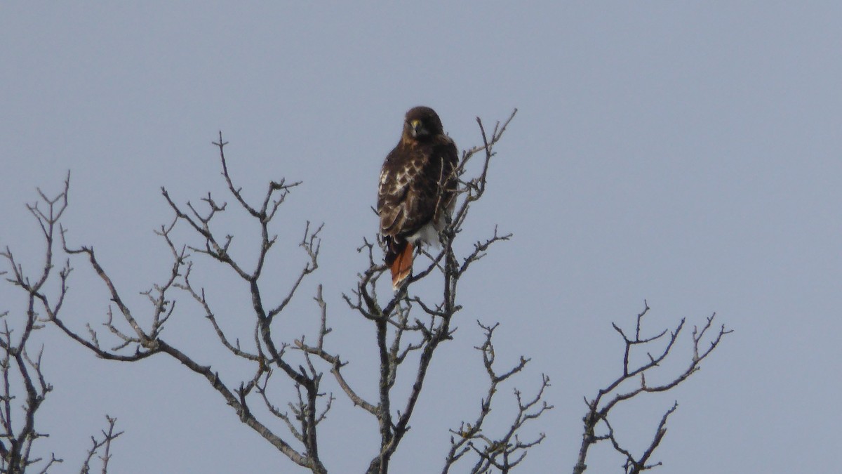 Red-tailed Hawk - ML428498061
