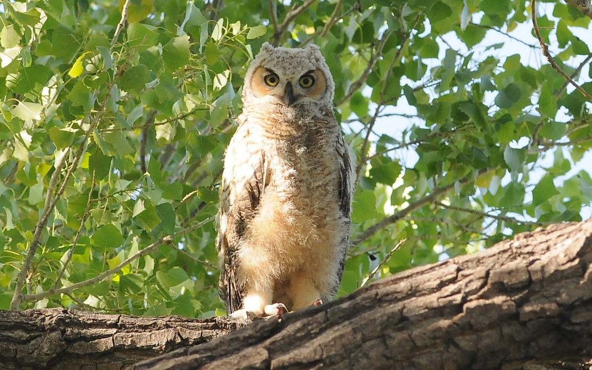 Great Horned Owl - ML428498461