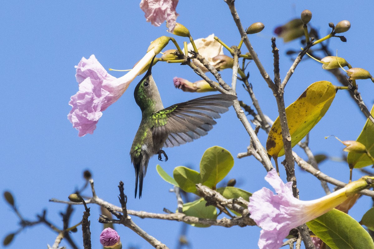 Antillean Crested Hummingbird - Amarilys Lebron