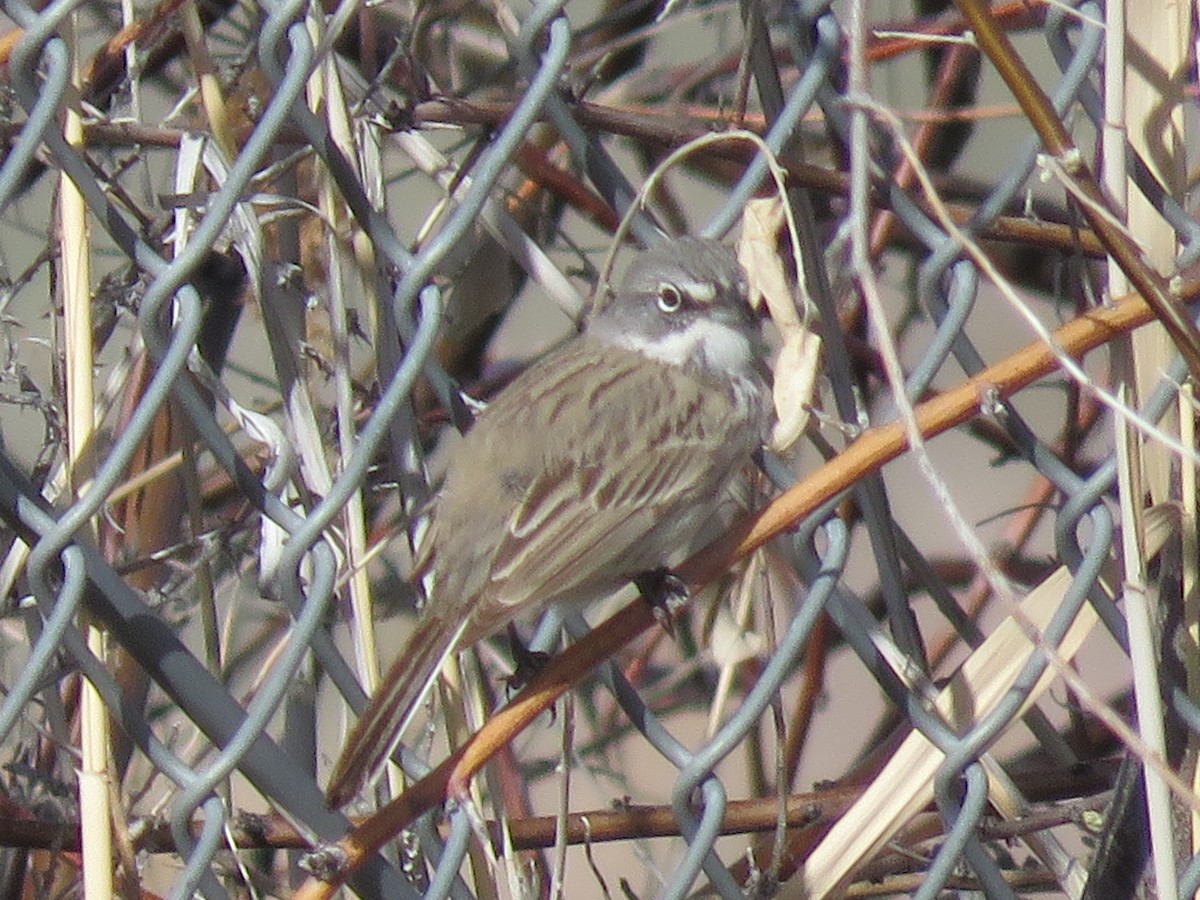 Sagebrush Sparrow - ML428505801