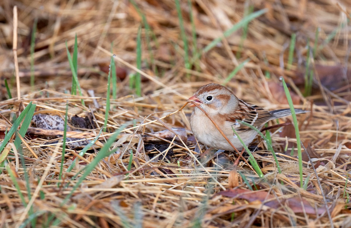 Field Sparrow - Karalyn Lamb