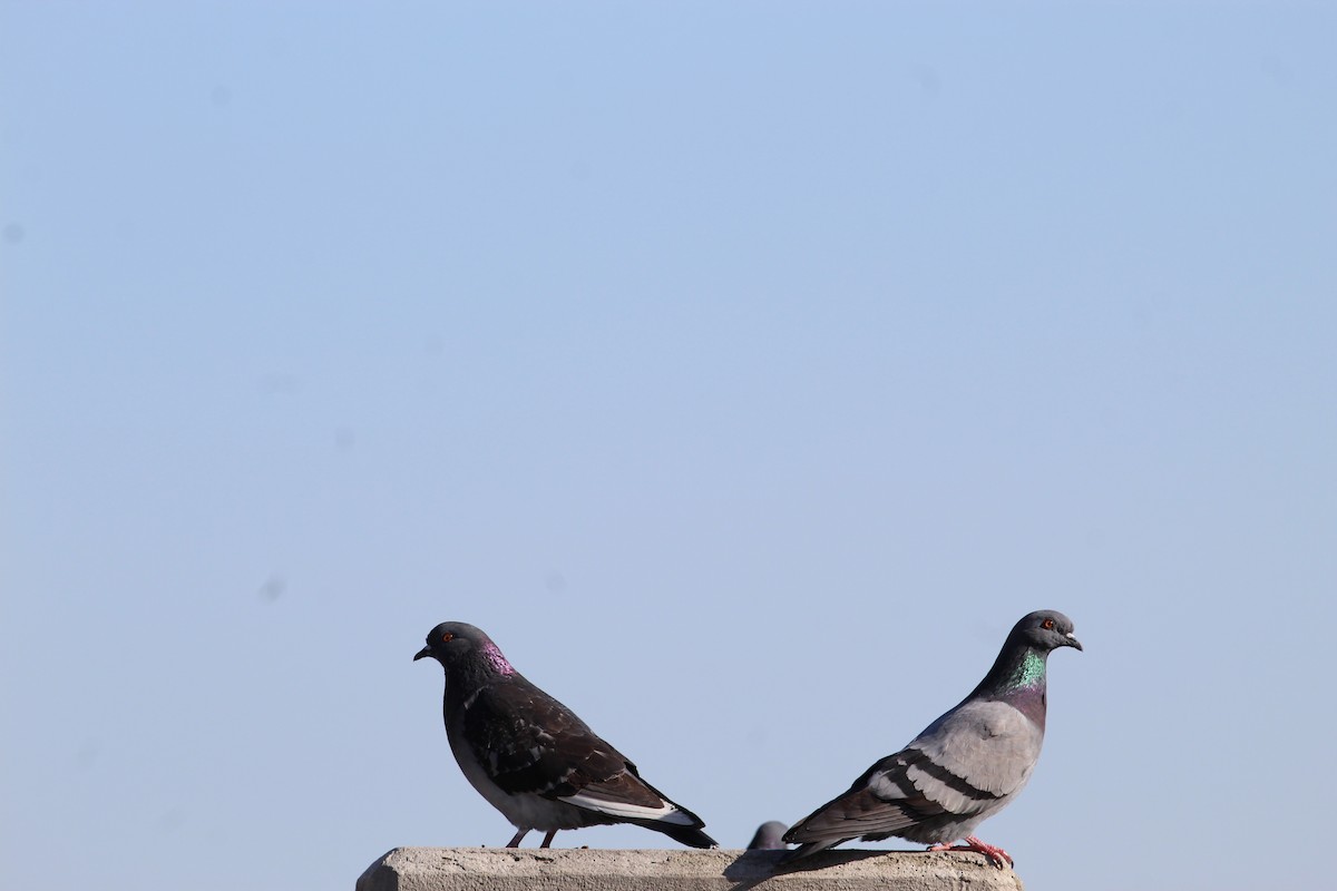 Rock Pigeon (Feral Pigeon) - ML428510741