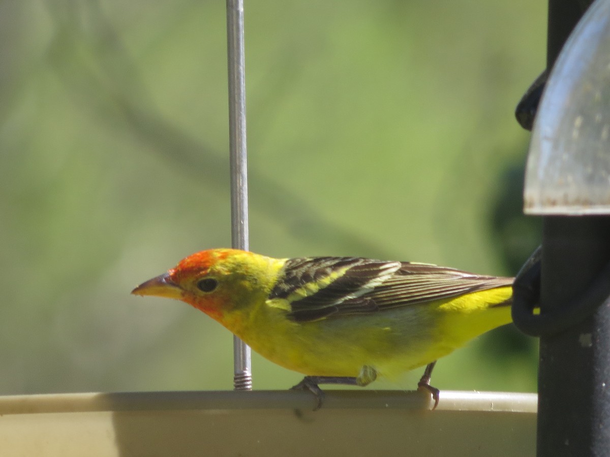 Western Tanager - ML428512261