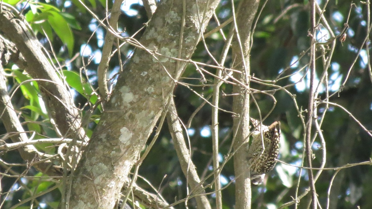 Checkered Woodpecker - adriana centeno