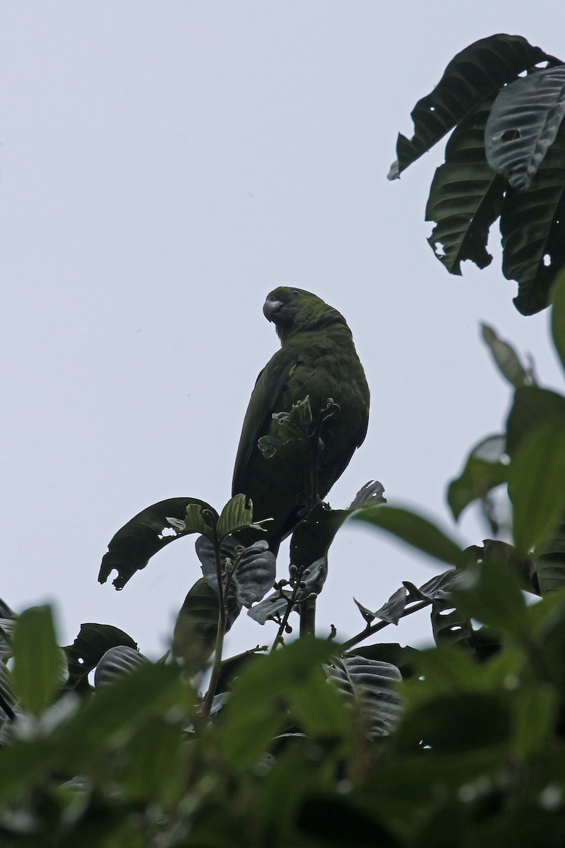 Scaly-naped Parrot - ML428527991