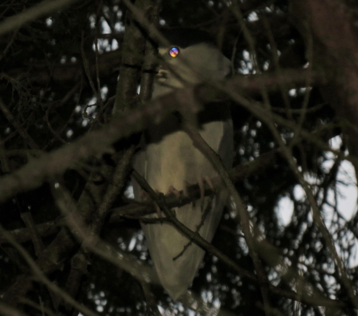 Black-crowned Night Heron - ML42853131