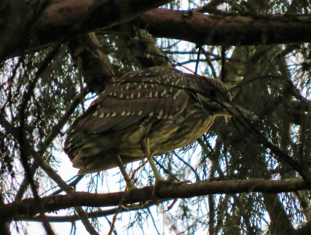 Black-crowned Night Heron - ML42853141