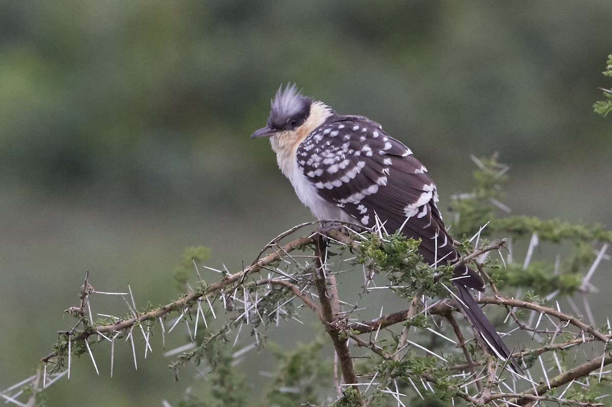 Great Spotted Cuckoo - ML42853171