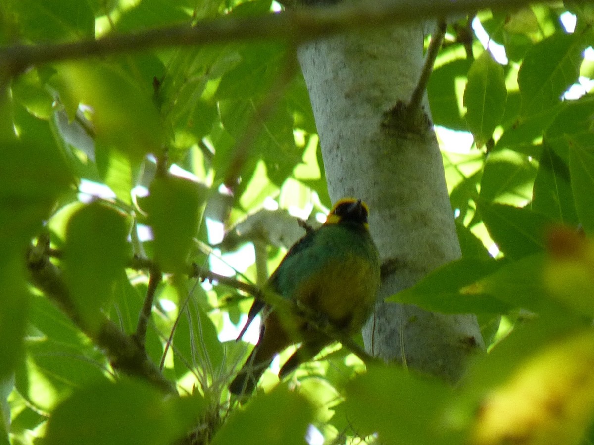 Saffron-crowned Tanager - ML428533181